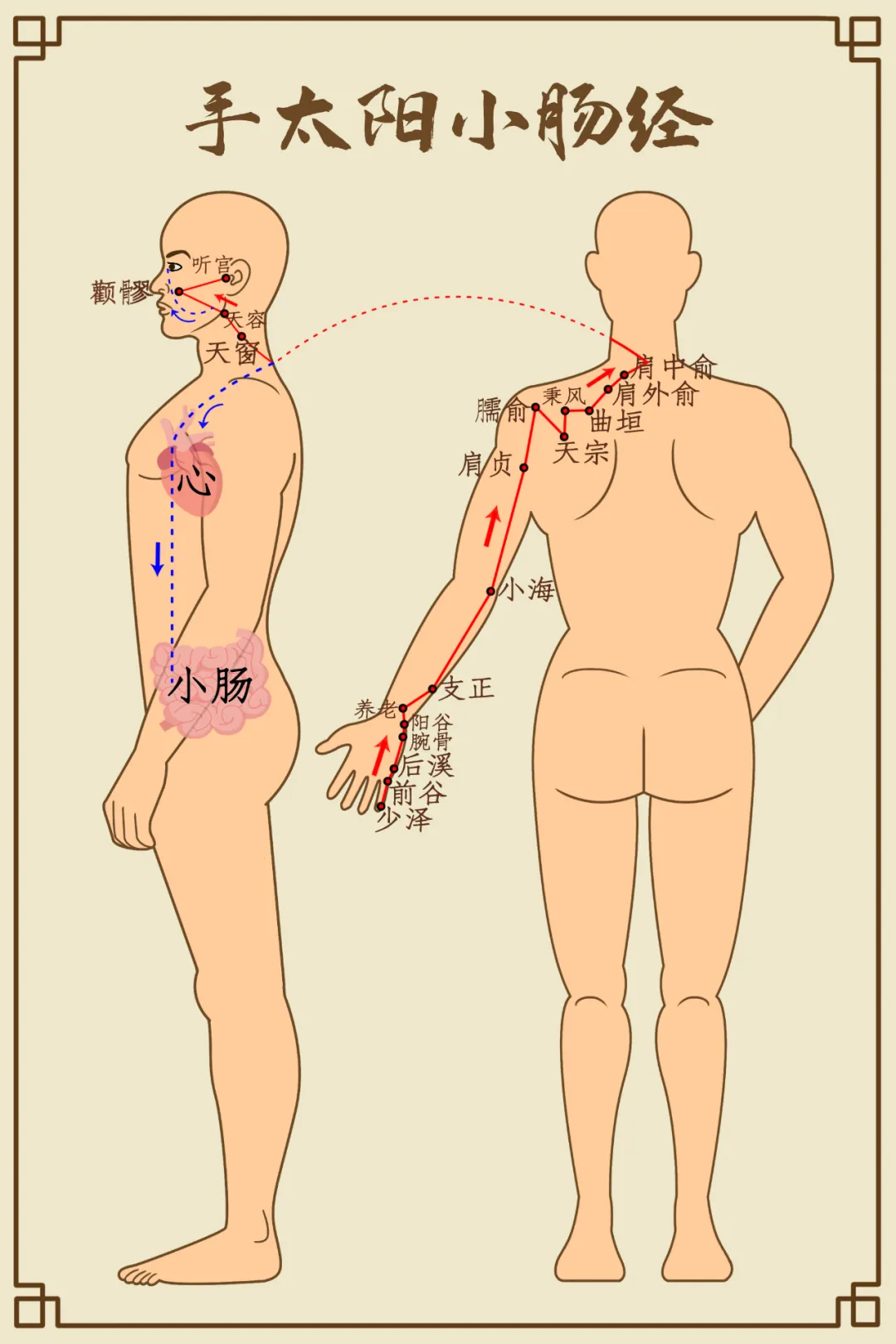 小满养生忌“3满”、灸3穴、吃3果，健脾排浊、调肠清热，舒坦过夏天(图13)