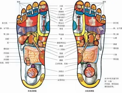 踮脚跟丨一个流传了八百年的动作，每天花一分钟做七次补肾气、治腰痛、防中风(图3)